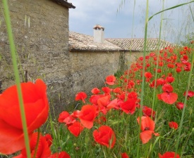 June 2013 Red Poppy Delight